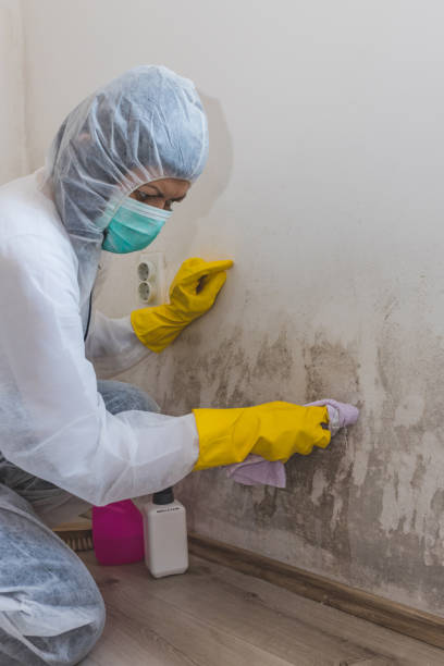 Best Comprehensive Air Testing for Mold Contaminants  in Reading, OH