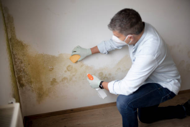 Best Mold-Related Health Consultation  in Reading, OH
